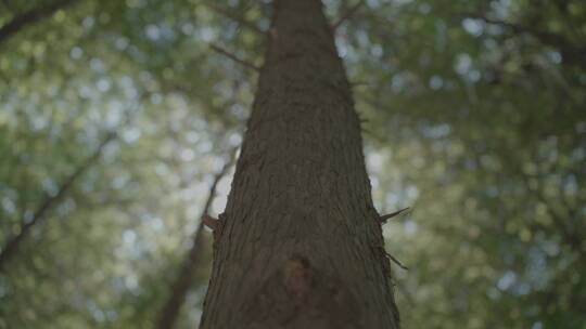 森林大树阳光透过树叶夏日视频素材模板下载