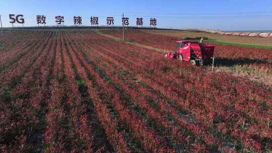 5G数字辣椒种植基地丰收航拍