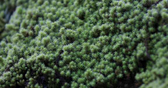大自然森林生态环境土壤苔藓特写