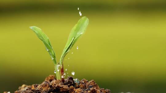 4k升格实拍水滴植物种子生根发芽 4视频素材模板下载