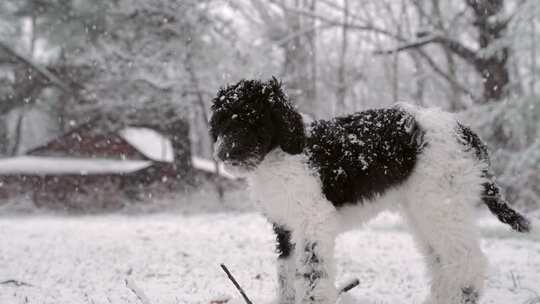 小狗，狗，咀嚼，下雪