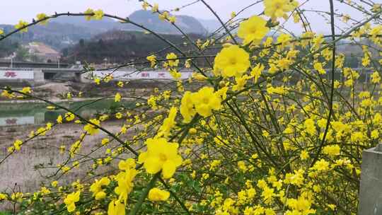 四川广元市朝天区嘉陵江沿岸的迎春花开