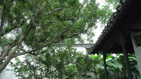 中国古典私家园林建筑代表苏州园林拙政园