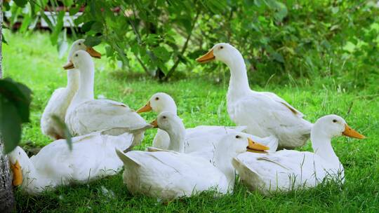 农村一群鸭子在树下休息吃草环境好天然