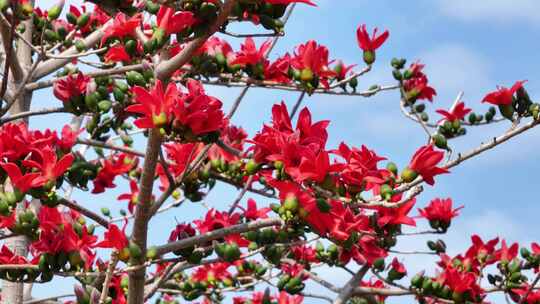 枝头盛开的木棉花