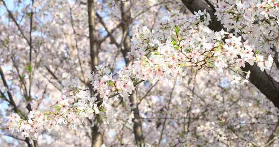 樱花时节 南京玄武湖公园