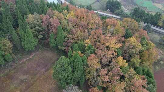 四川德阳罗江区附近山林秋色