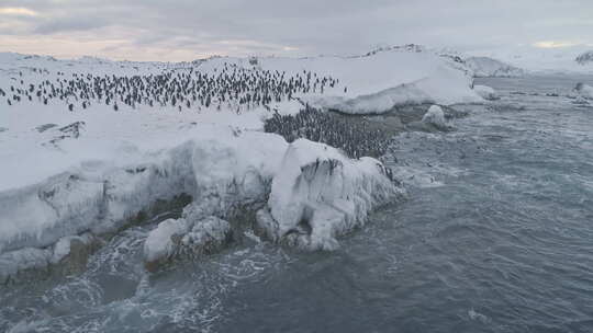 航拍南极洲企鹅殖民地。视频素材模板下载