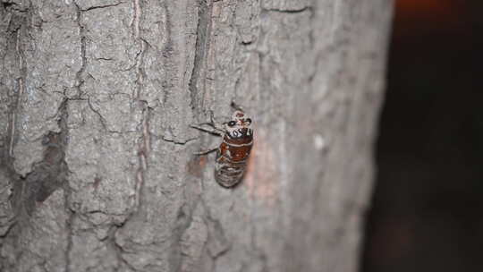 蝉的幼虫在树上爬行
