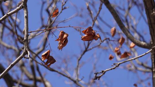 大自然落叶枯木冬季天空刮风视频素材模板下载