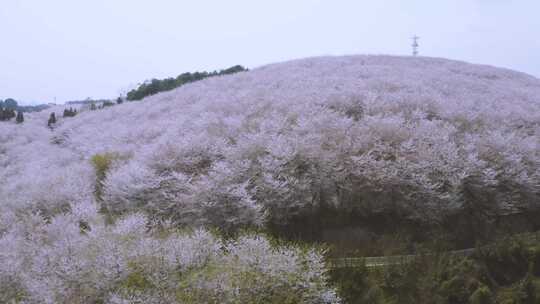 贵州平坝樱花园 城市景区航拍4k视频素材模板下载