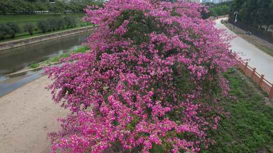 深圳龙华观澜花开异木棉生态