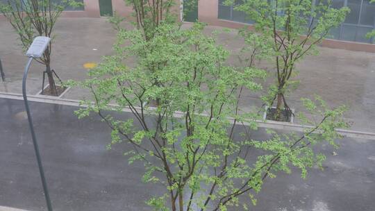 雨天植物秋雨风光景色视频素材模板下载