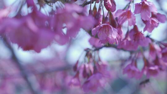 樱花蜜蜂采花和茶园风光