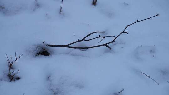 冬天 冬季 寒冷 凄凉 冷漠