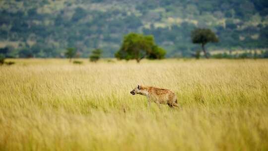 Maasai Mara，非洲，平原，肯尼