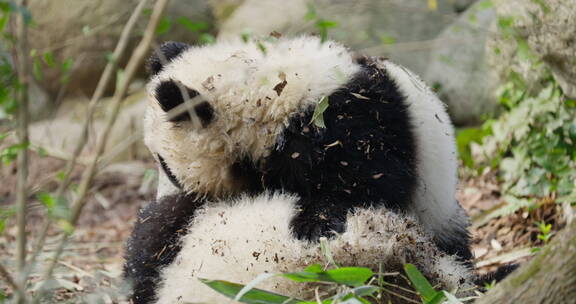 两只可爱大熊猫幼崽宝宝一起玩耍摔跤