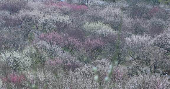 春天赏梅胜地苏州美丽香雪海