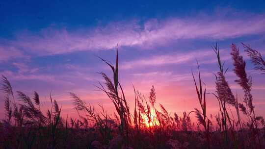 夕阳西下、冬天的芦苇荡