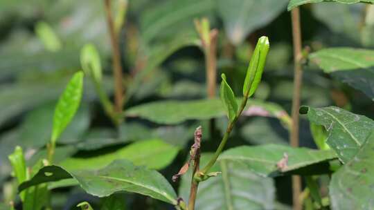 西湖龙井茶树上的茶叶嫩芽特写