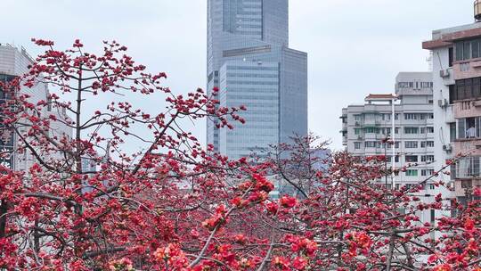 中国广东省广州市越秀区烈士陵园木棉花