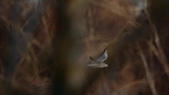芦苇荡中超慢动作飞翔的海鸥海鸟鸟飞翔