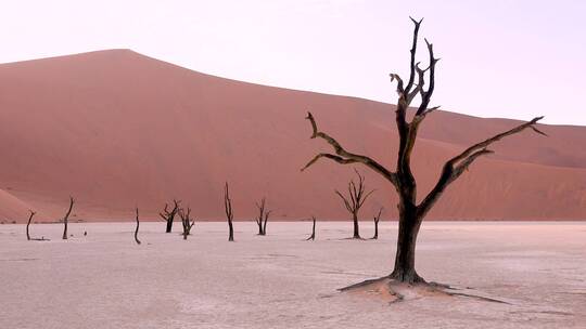 纳米比亚沙漠的枯树
