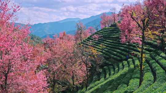 大理无量山樱花谷