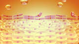 金色细胞吸收水份滋润修复高清在线视频素材下载