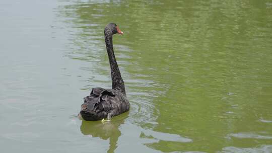 一只黑天鹅在水中游荡