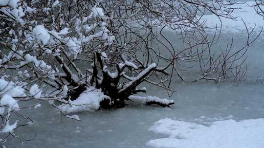 雪中的一棵树