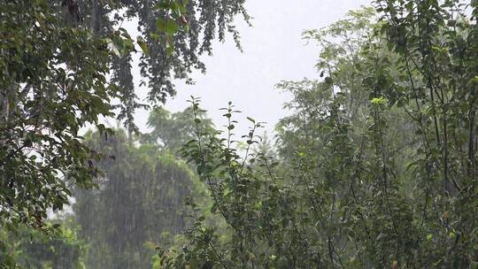 森林里的大雨