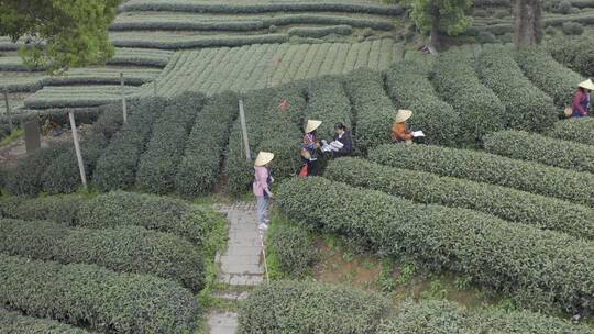 茶茶叶红茶艺采茶泡茶红茶山春茶道茶园农业