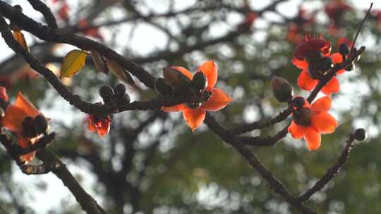 橘黄色的花 木棉花视频素材模板下载