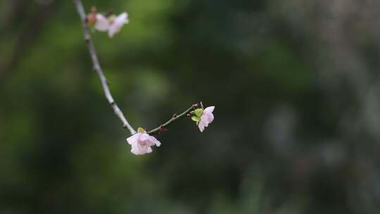 梅花