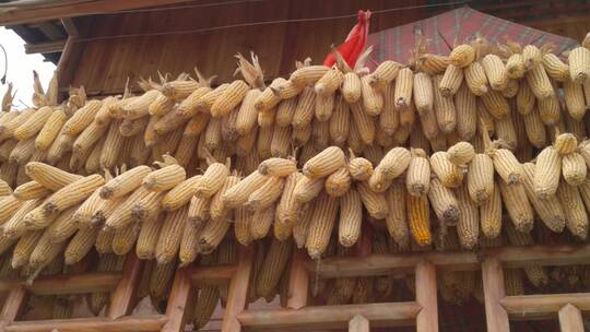湖北恩施州土家吊脚楼上晾晒的玉米