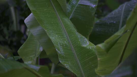 下雨雨滴雨季芭蕉叶绿色宽大植物叶片