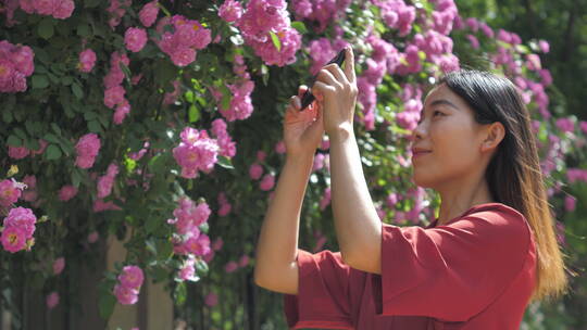 中国女性路边观赏盛开的蔷薇花