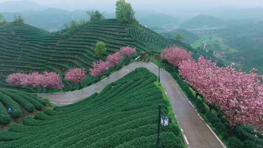 杭州富阳茶山晚樱航拍10