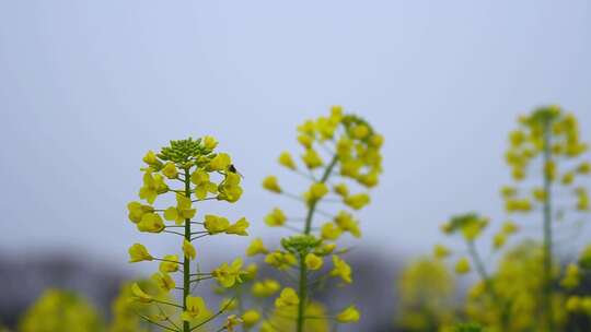 蜜蜂在油菜花从中飞舞