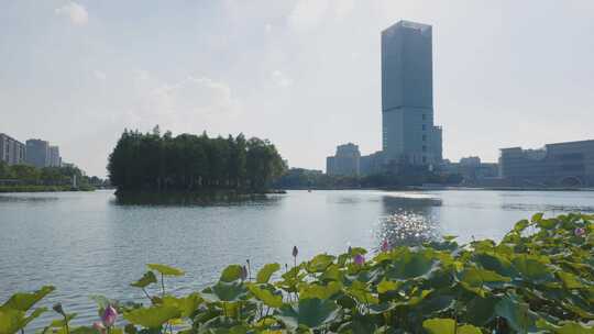 上海嘉定远香湖湿地全景