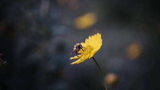 蜜蜂和花朵视频素材模板下载