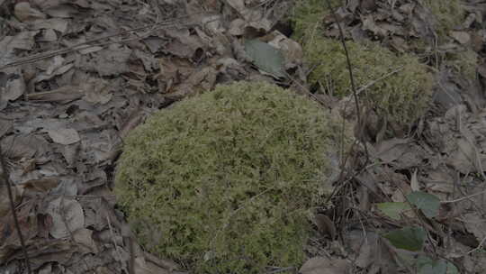 在树木石头上的青苔苔藓4Kslog3实拍素材