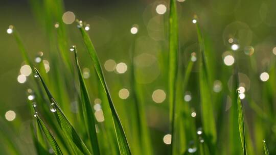 雨景树叶光影小草露水视频素材模板下载