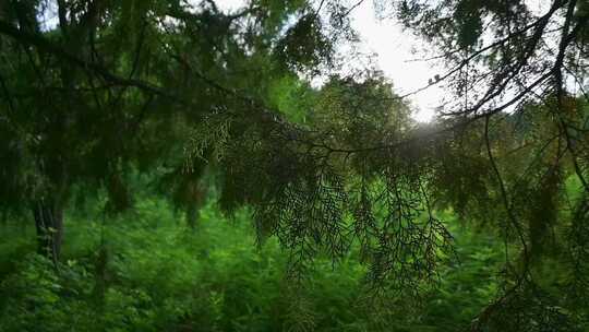 森林中茂密树木枝叶景象