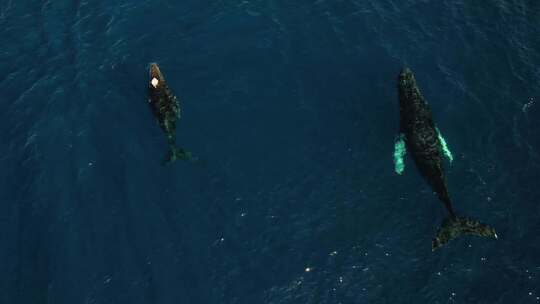 海洋生物鲸鱼游泳蔚蓝大海