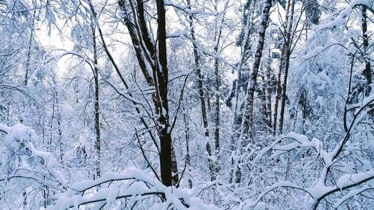 航拍像童话背景般的冬季森林白雪皑皑的树枝