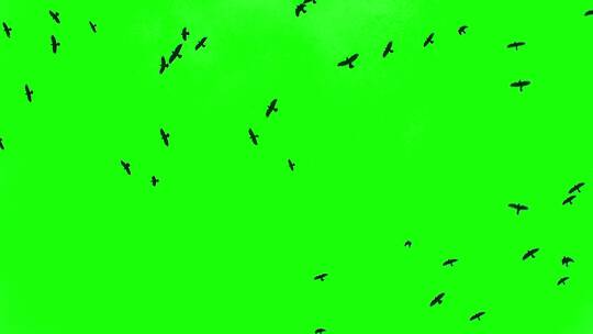 鸟儿在绿幕背景上飞翔