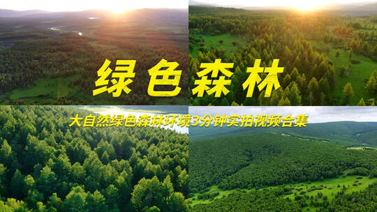 绿色森林实拍视频合集