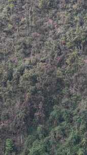 竖版航拍秋天森岭枯黄植物树枝树叶